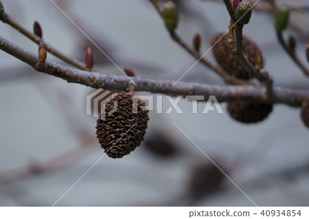 Fruit of Hinoki tree alder 40934854