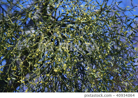 Parasitism mistletoe Flower language "overcomes difficulties" 40934864