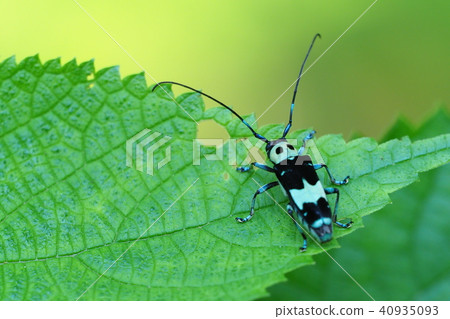 拉米舉行 40935093