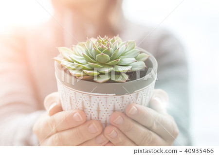 Succulents Plant White Pot Rustic Home Scandinavian Decoration Selective Focus 40935466