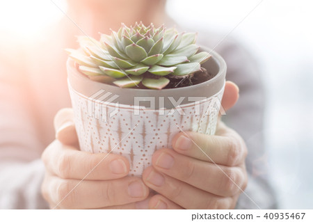 Succulents Plant White Pot Rustic Home Scandinavian Decoration Selective Focus 40935467