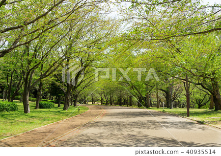 新鮮的綠色公園 40935514