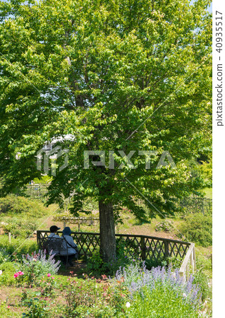 新鮮的綠色公園 40935517