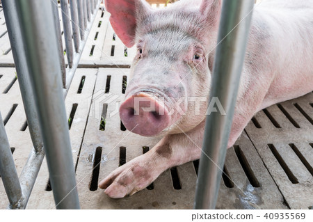 Pig in the cage at livestock exhibition Pig in the cage at livestock exhibition 40935569
