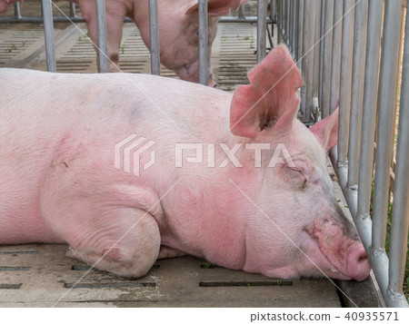 Pig in the cage at livestock exhibition 40935571