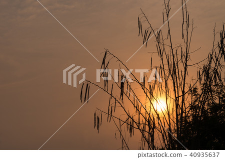 Silhouette of Horse radish tree Silhouette of Horse radish tree 40935637