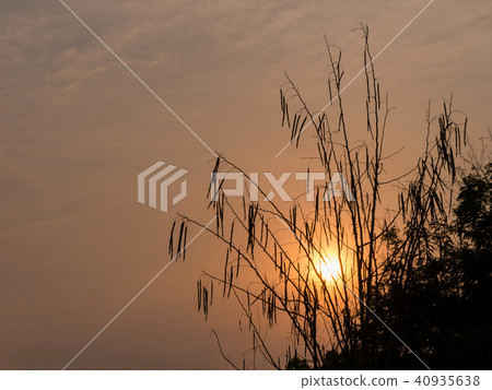 Silhouette of Horse radish tree 40935638