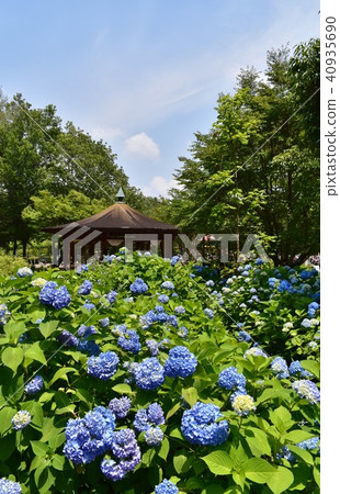 Hydrangea flowering at the Sagamihara Gemu Park Hydrangea flowering at the Sagamihara Gemu Park 40935690