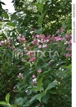 Hakone feet of Sagamihara Gemu Park Hakone feet of Sagamihara Gemu Park 40935691