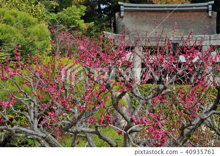 Plum和Serikawa Tenman-gu Shrine 40935761