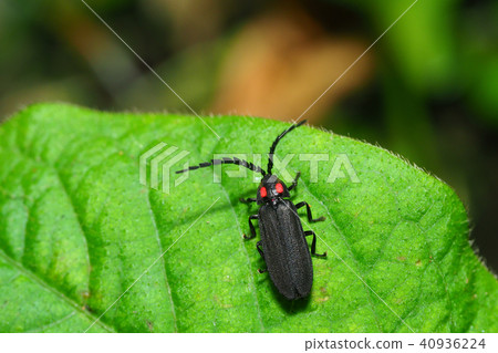 奧巴螢火蟲 40936224