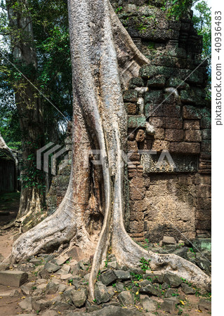 ruins of temple Ta Prohm with banyan tree ruins of temple Ta Prohm with banyan tree 40936483