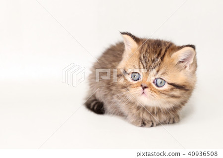 Minuet kitty 40936508