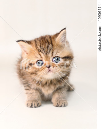 Minuet kitty Minuet kitty 40936514