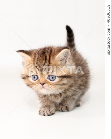 Minuet kitty 40936518