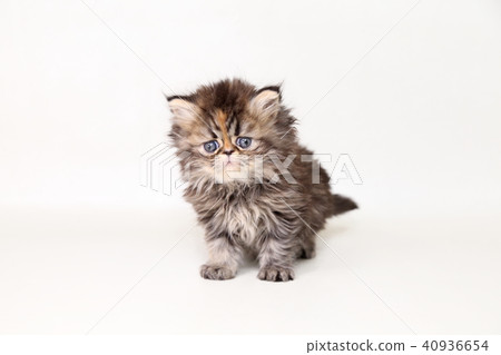 Minuet kitty Minuet kitty 40936654