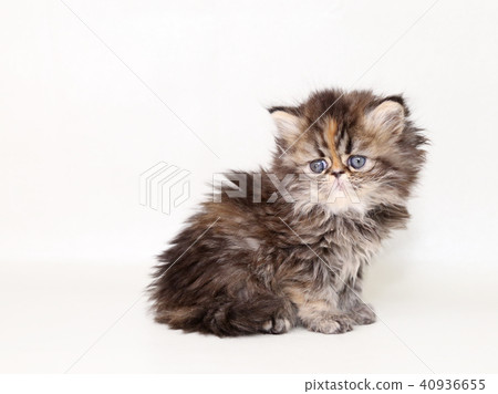 Minuet kitty Minuet kitty 40936655