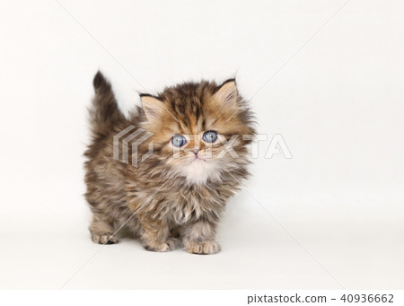 Minuet kitty 40936662