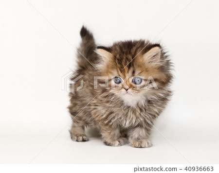 Minuet kitty 40936663