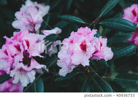 Rhododendron flower pattern. 40936733