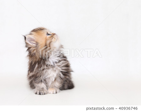 Minuet kitty Minuet kitty 40936746