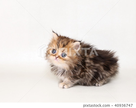 Minuet kitty Minuet kitty 40936747