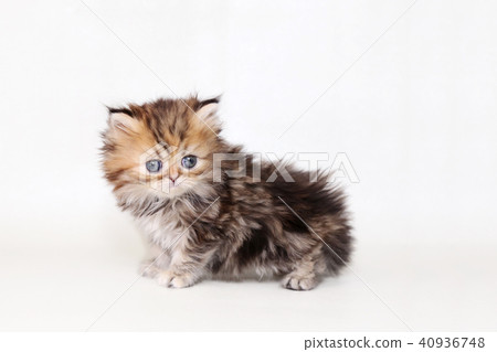 Minuet kitty Minuet kitty 40936748