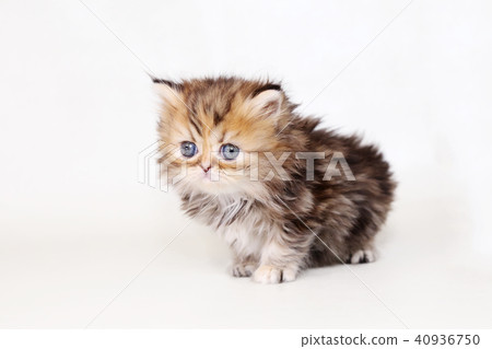 小步舞貓咪 40936750