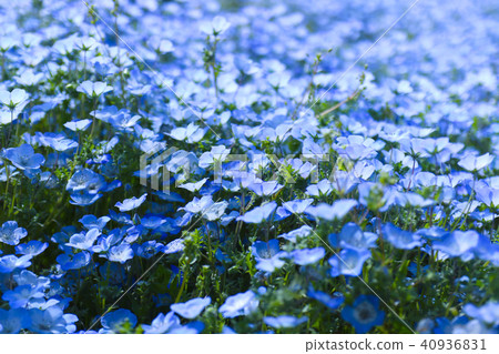 Nemophila Nemophila 40936831