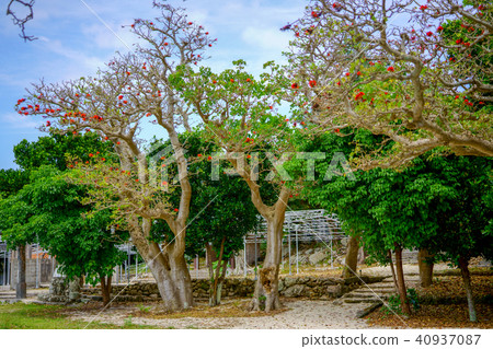 Scenery of Taketomijima Scenery of Taketomijima 40937087