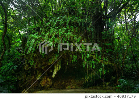 Fuji Utaki no Mori 40937179