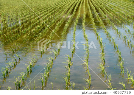 The days from the planting of rice, the seedlings whose roots started to germinate 40937759
