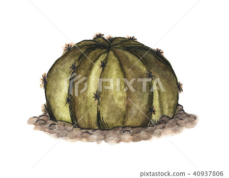 Cactus growing in the rocks on white background 40937806