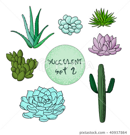 Succulent cactus collection. agave, Carnegiea, aloe, gastraea, haworthia, Saguaro, Echinopsis, San Succulent cactus collection. agave, Carnegiea, aloe, gastraea, haworthia, Saguaro, Echinopsis, San 40937864
