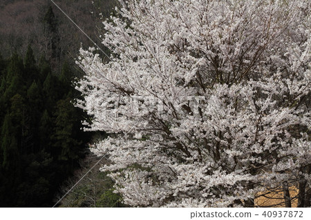 夢想的Hotaru的Edohigan 40937872