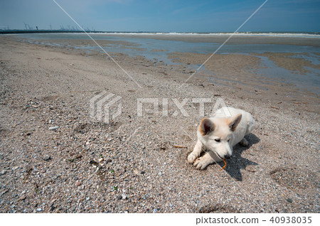 Little swiss shepherd dog lying on a beach Little swiss shepherd dog lying on a beach 40938035