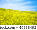 油菜田的Sannokura 40938492