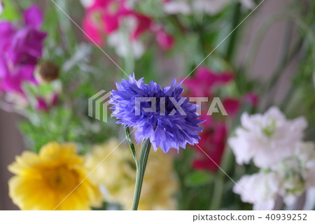 Yagurumagiku (Yakari chrysanthemum, Aragachi, Corn flower) Yagurumagiku (Yakari chrysanthemum, Aragachi, Corn flower) 40939252