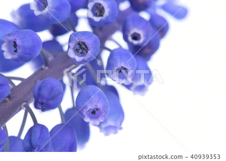 Macro of Muscari springtime flower Macro of Muscari springtime flower 40939353