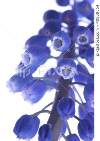 Macro of Muscari springtime flower Macro of Muscari springtime flower 40939354