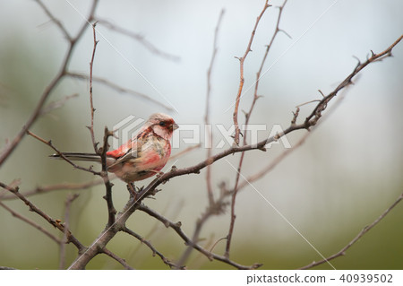 Benimasiko in early summer 40939502