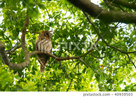 貓頭鷹在新鮮的綠色 40939503