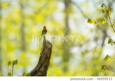 In the fresh green, tweet 40939513