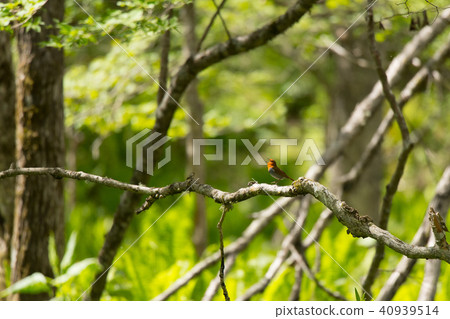 Summer bird · comodri 40939514