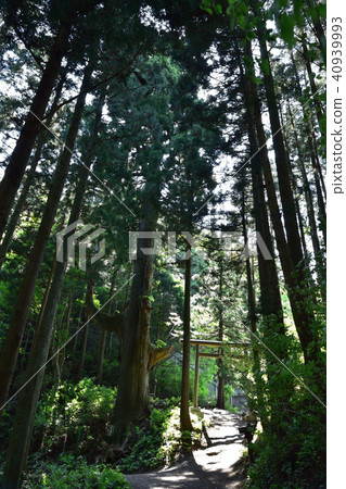 Mt. Otakeyama Tengu's Seat Cedar Mt. Otakeyama Tengu's Seat Cedar 40939993