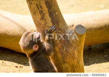 Child monkey Child monkey 40940061