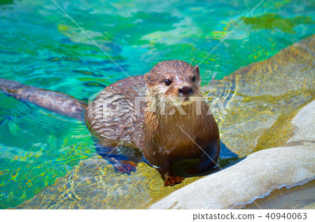 獺 40940063