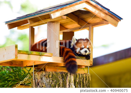 Lesser panda Lesser panda 40940075