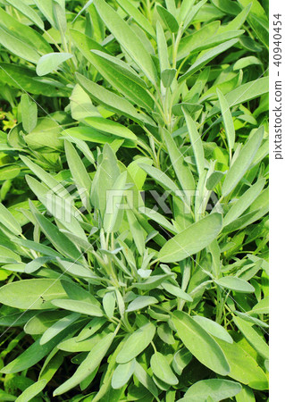 green sage plant texture 40940454