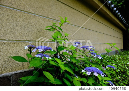 Fence and hydrangea Fence and hydrangea 40940568